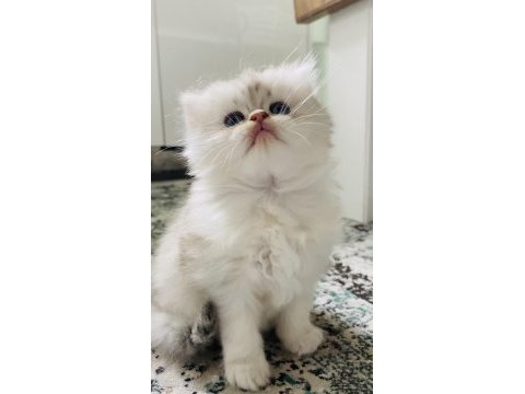 Sıradışı bir güzellikte british longhair bebek