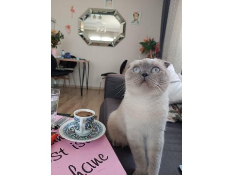 Scottish fold kedimiz mia yeni yuvasını arıyor