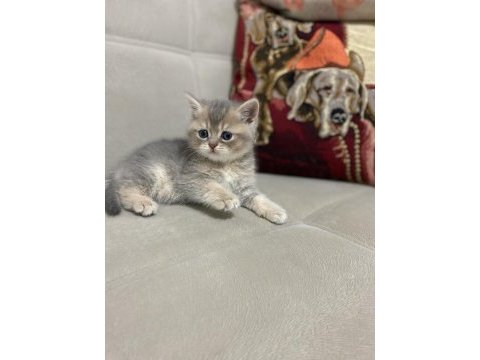 Sahiplendirme british shorthair