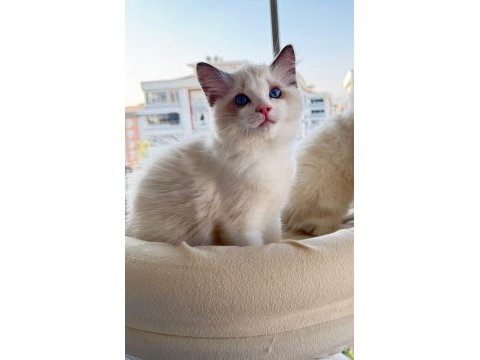 Secereli anne ve babadan safkan ragdoll yavrular