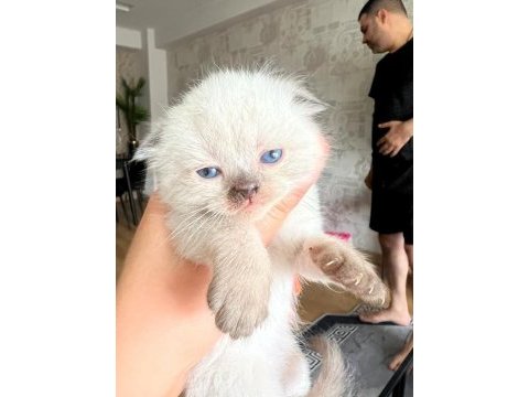 2 erkek 3 dişi 2.5 aylık scottish fold yavrular