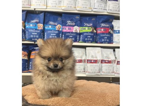 Orjinal ırk ve sağlık garantili pomeranian boo yavrularımız