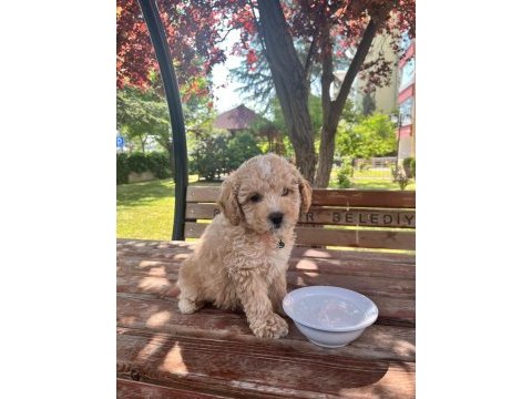 4 aylık f1 maltipoo
