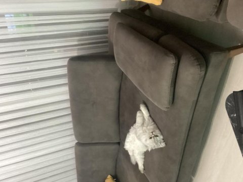 1 yaşında aslan chinchilla kedimiz
