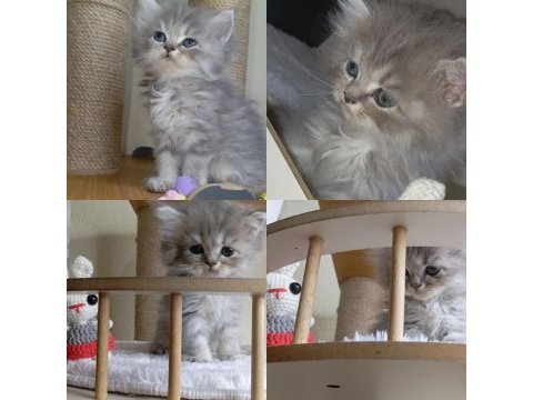 Show kalite british longhair ay12 secereli