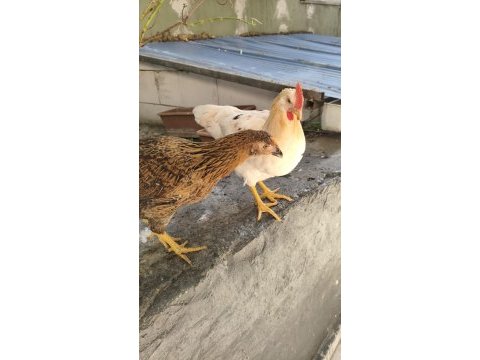 Siyah olan tavuk sarı olan horoz ikisi bir verilecek