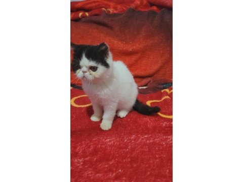 Full şecereli şampiyon kan hattı snoppy exotic shorthair