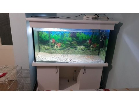 Mobilyalı akvaryum