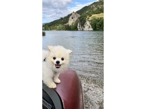 7 aylık pomeranian boo