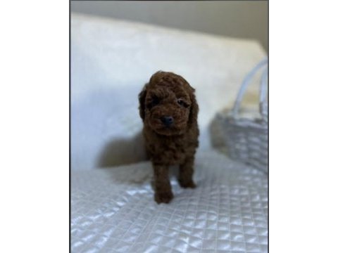 Baby face poodle yavrular