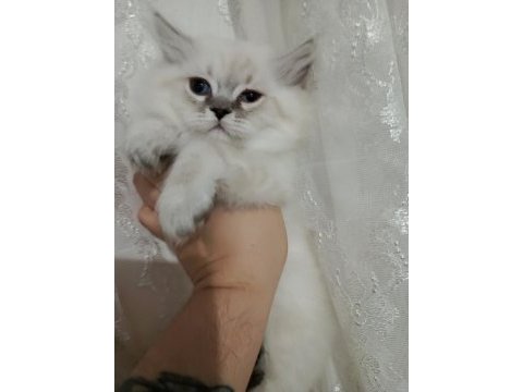 Erkek bebeklerim british longhair teslime hazır