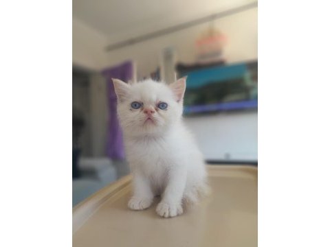 Yakışıklı persian oğlum yuvasını arıyor