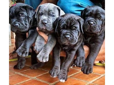 Profesyonel üretim çifliğinden cane corso kapıda ödeme
