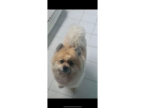 Pomeranian spitz