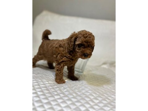 Orijinal toy poodle bebekler