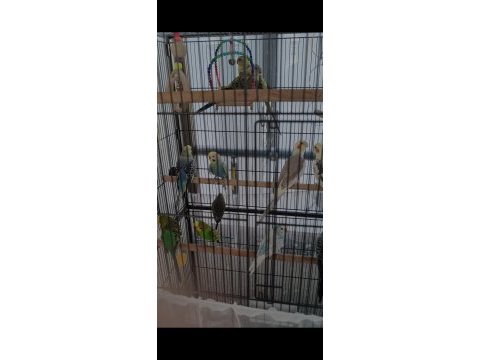 Çift muhabbet kuşu (evcil, ısırmaz, ele gelir)