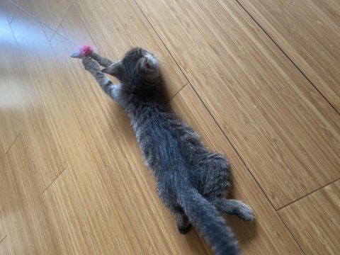 Ücretsiz tekir kedi sahiplenme