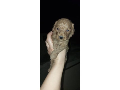Dişi erkek poodle yavrular