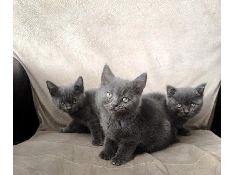 British shorthair yavrularım