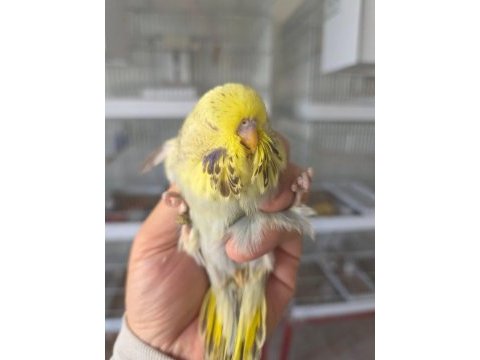 Hayatımıza renk katan muhabbet kuşu canlarımız