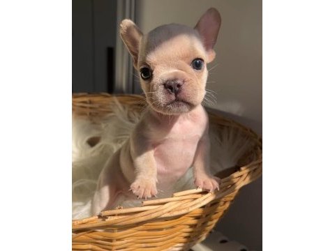 Micro boy exotic renk french bulldog yavrularım
