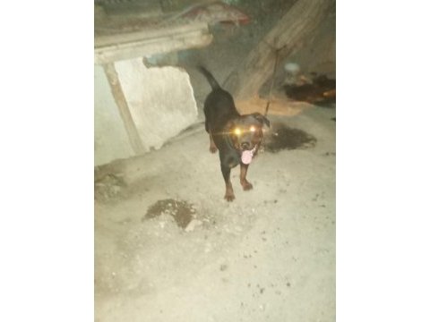 Ücretsiz rottweiler sahiplendirme