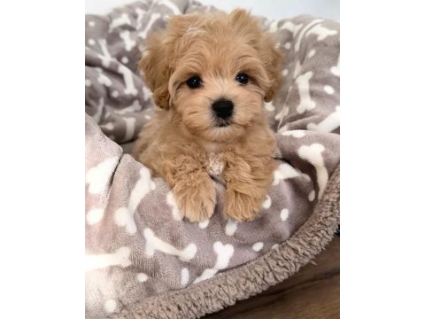 Maltipoo yavrularım açık ve esmer renk çeşitleri