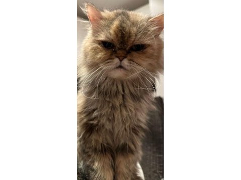 Sokağa atılan güzeller güzeli chinchilla kız