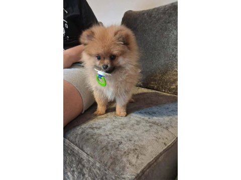 3 aylık pomeranian dişi