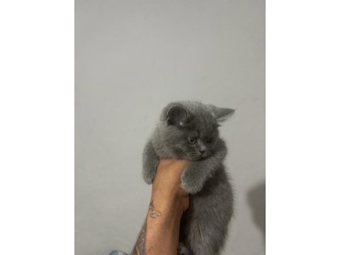 British shorthair yavruları