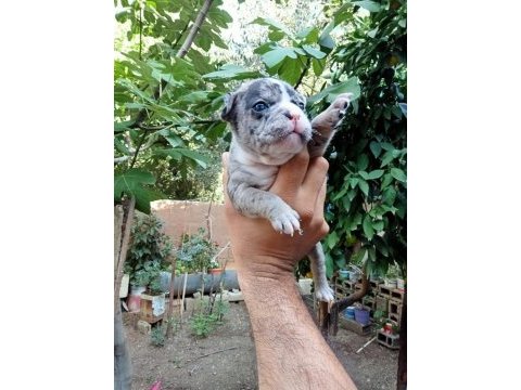 Kaliteli french bulldog