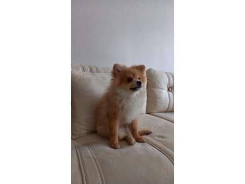 Pomeranian cinsi kopek