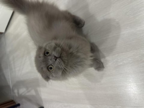 Güzel scottish fold yavrularımız