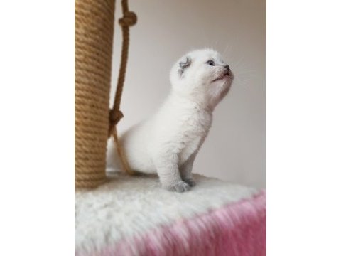 Scottish fold dişi kedimiz