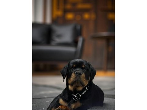 Şecereli rottweiler