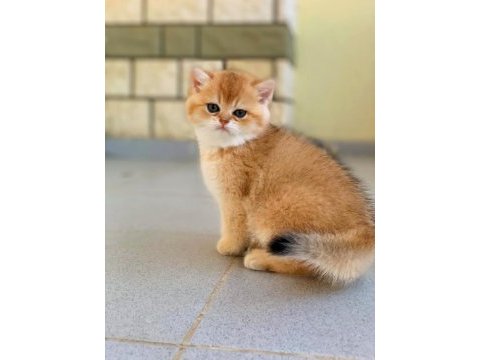 British shorthair golden erkek yavrular
