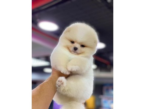 A kalite fci belgeli a kalite teacup pomeranian yavrular