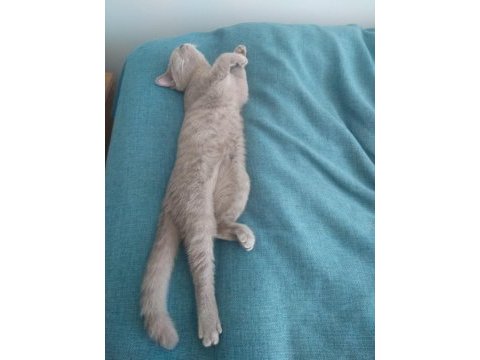 5 aylık sevimli açık kül gri dişi british shorthair