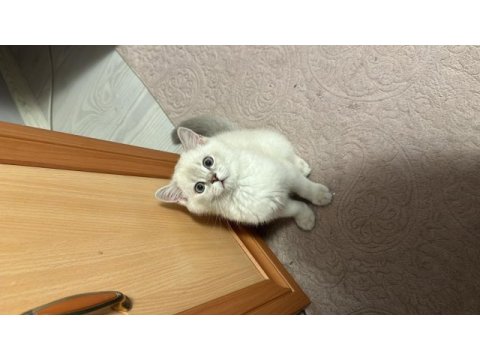 British shorthair silver ny 1133