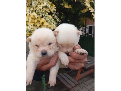 Çin aslanı chow chow bebekler