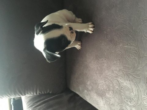 Irk garantili french bulldog yavruları
