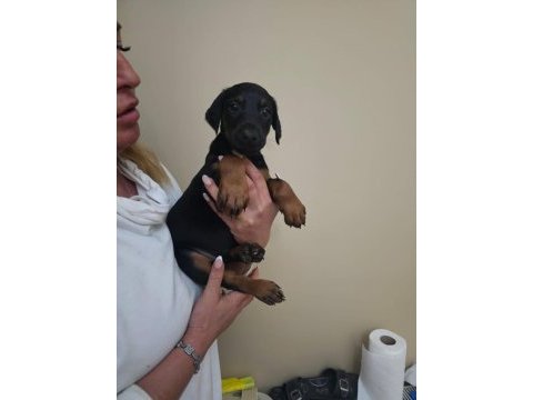 Doberman yavru