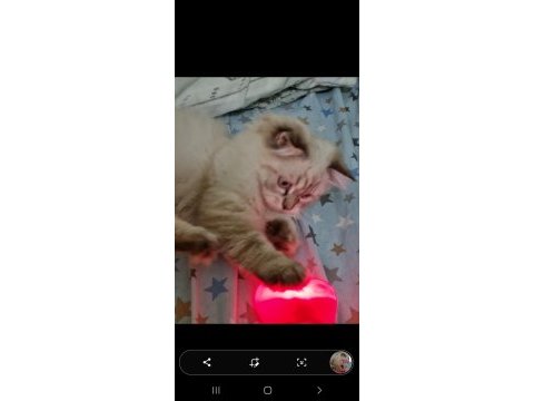 Kedimiz erkek 3 ay iki hafta