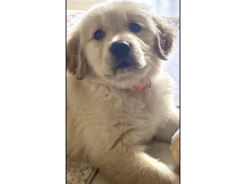 Golden retriever eğitimli