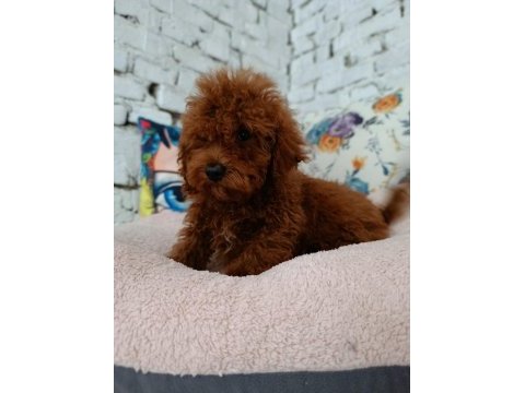 Toy poodle erkek yavrumuz