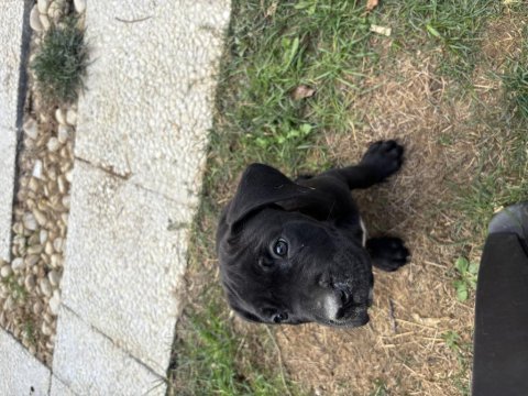 Cane corso safkan yavru