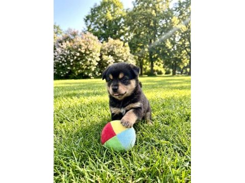Pomeranian köpeği