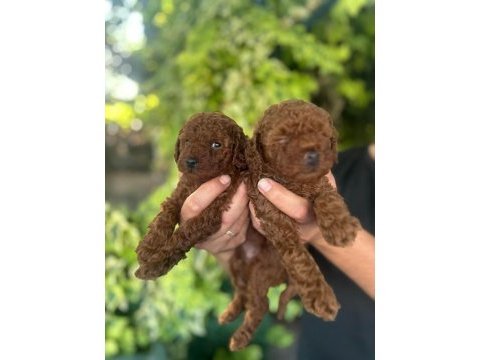 Poodle yavrular