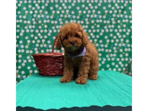 Sevimli toy poodle yavrularımız