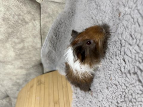 Minik ginepig bebeklerimiz